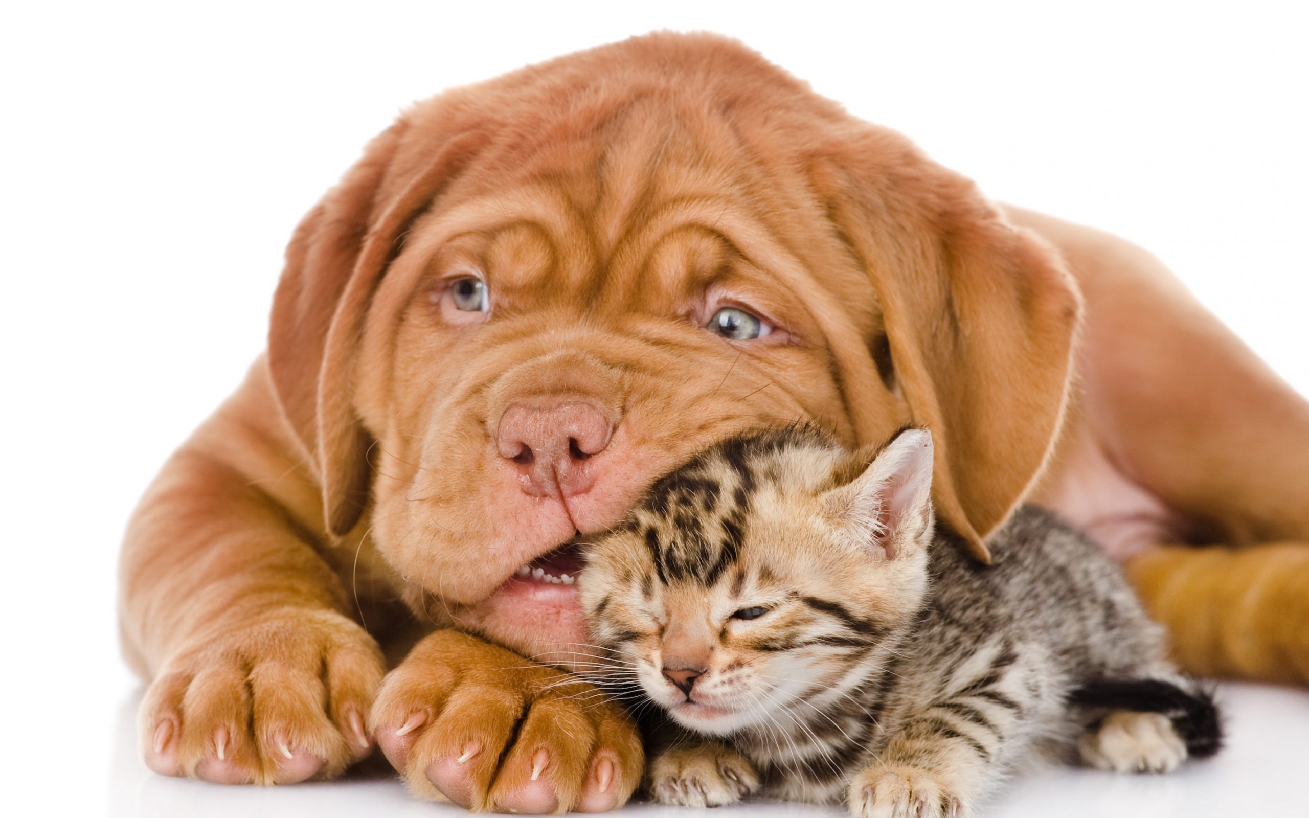 Bordeaux puppy dog playing with  bengal kitten. isolated